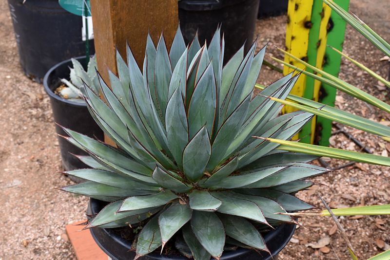 Blue Glow Agave (Agave 'Blue Glow') at Sargent's Gardens