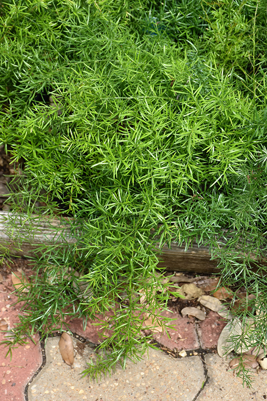 Sprengeri Asparagus Fern (Asparagus densiflorus 'Sprengeri') at Sargent's Gardens
