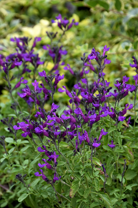 Vibe Ignition Purple Sage (Salvia x jamensis 'Ignition Purple') at Sargent's Gardens