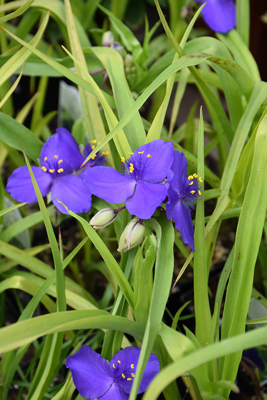 Blue And Gold Spiderwort (Tradescantia x andersoniana 'Blue And Gold') at Sargent's Gardens