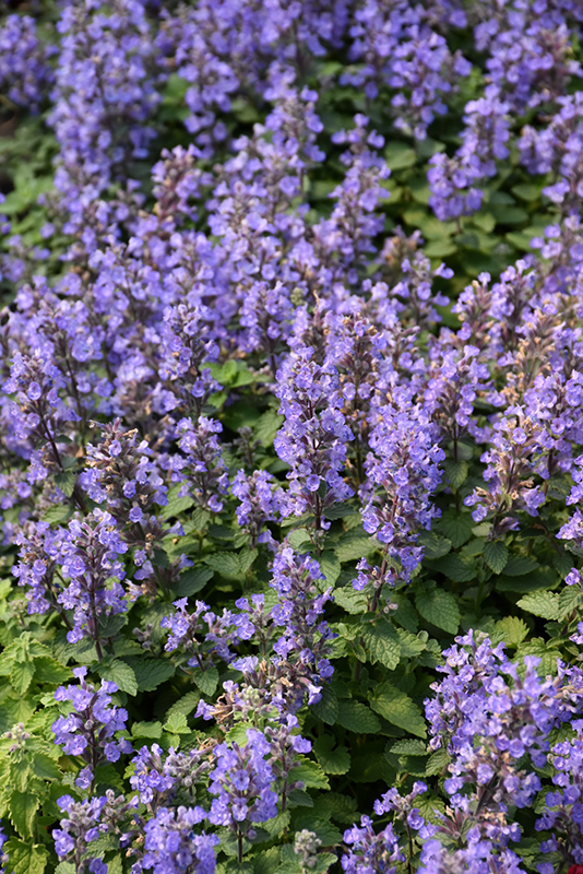 Purrsian Blue Catmint (Nepeta x faassenii 'Purrsian Blue') at Sargent's Gardens