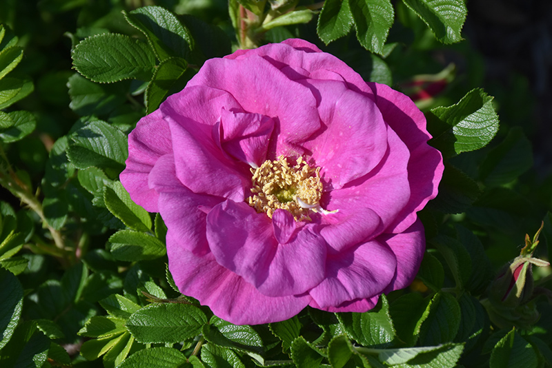 Lotty's Love Rose (Rosa rugosa 'BOC rogosnif') at Sargent's Gardens