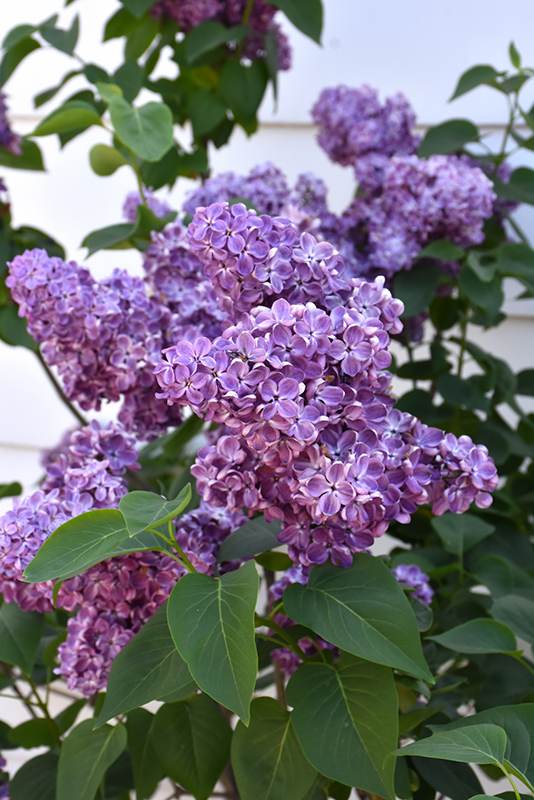 Virtual Violet Lilac (Syringa 'Bailbridget') at Sargent's Gardens