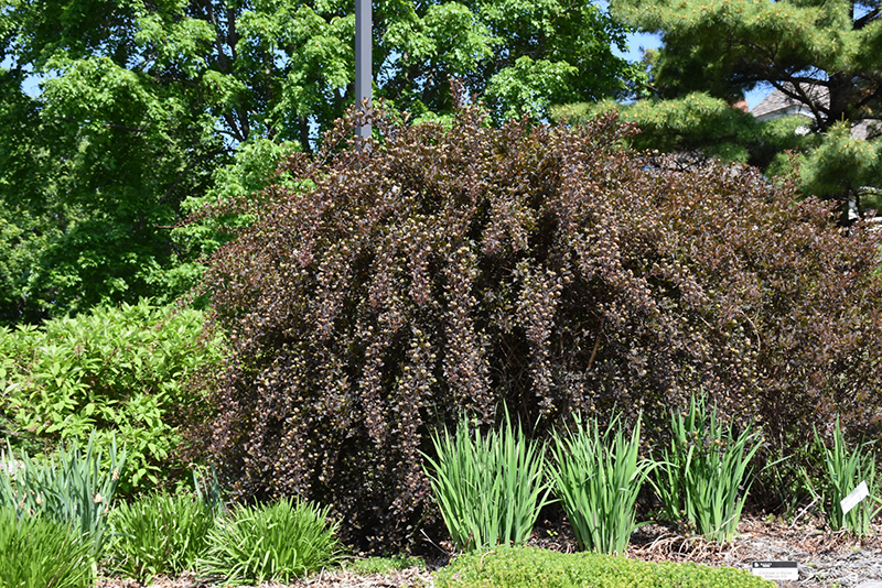 Summer Wine Ninebark (Physocarpus opulifolius 'Seward') at Sargent's Gardens