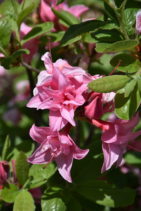 Electric Lights Double Pink Azalea (Rhododendron 'UMNAZ 493') at Sargent's Gardens