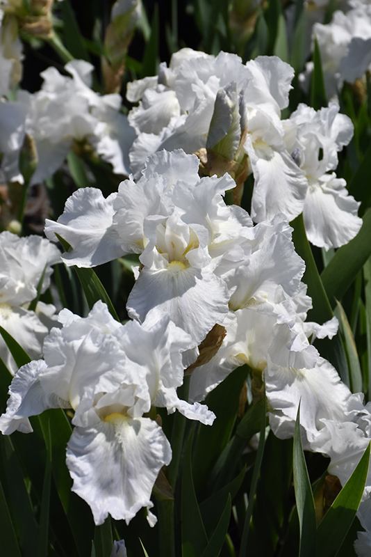 Immortality Iris (Iris 'Immortality') at Sargent's Gardens