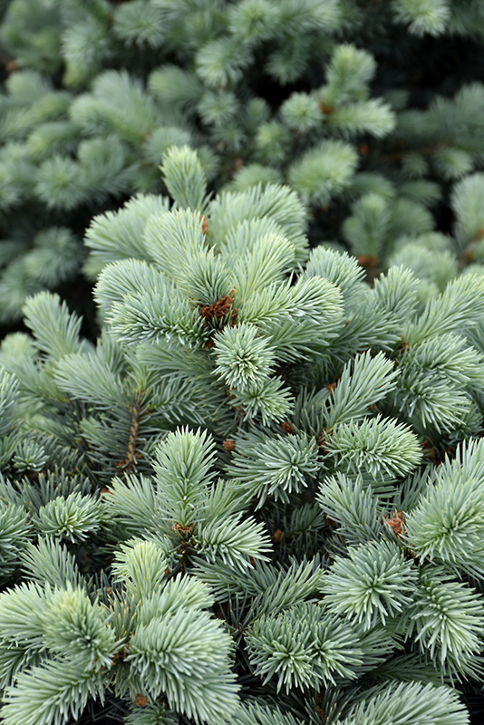 Zafiro Colorado Spruce (Picea pungens 'Zafiro') at Sargent's Gardens