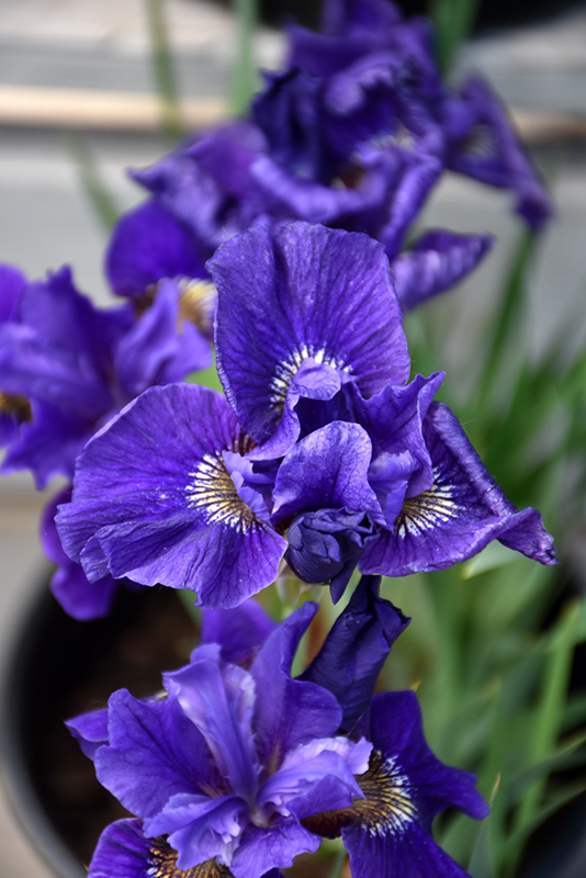 Ruffled Velvet Iris (Iris sibirica 'Ruffled Velvet') at Sargent's Gardens