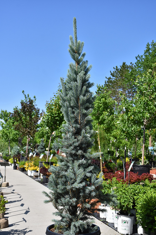 Blue Totem Spruce (Picea pungens 'Blue Totem') at Sargent's Gardens