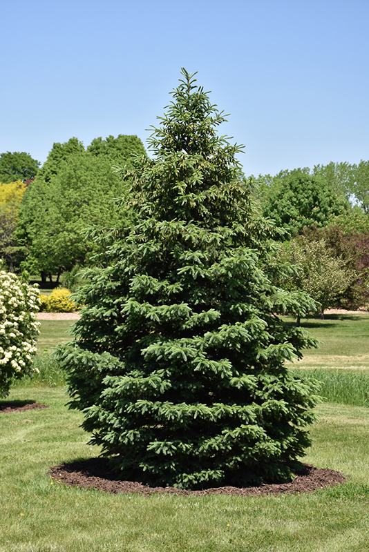 Black Hills Spruce (Picea glauca 'Densata') at Sargent's Gardens