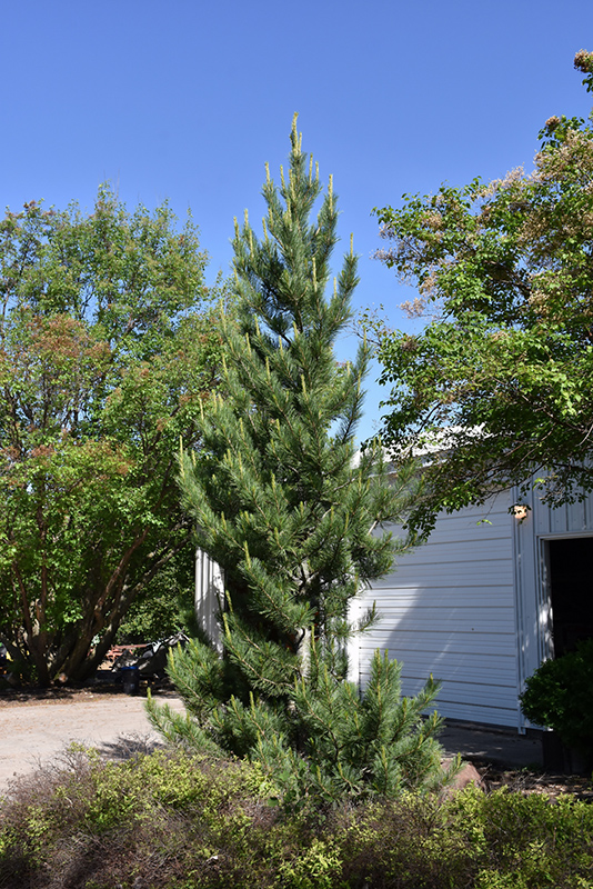 Prairie Statesman Swiss Stone Pine (Pinus cembra 'Herman') at Sargent's Gardens