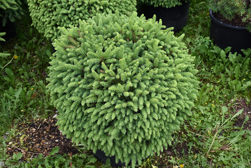 Fat Cat Norway Spruce (Picea abies 'Fat Cat') at Sargent's Gardens