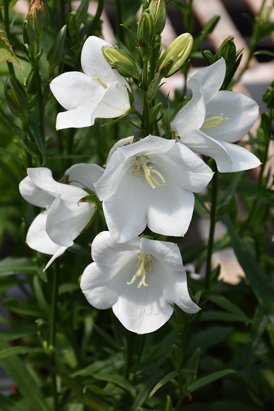 Takion White Peachleaf Bellflower (Campanula persicifolia 'Takion White') at Sargent's Gardens
