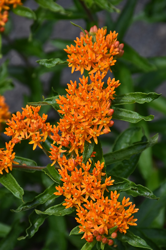 Butterfly Weed (Asclepias tuberosa) at Sargent's Gardens