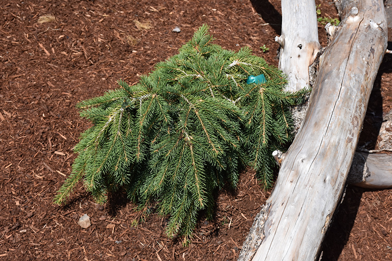 Formanek Norway Spruce (Picea abies 'Formanek') at Sargent's Gardens