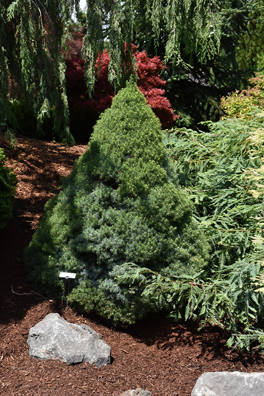 Alberta Blue Dwarf Spruce (Picea glauca 'Alberta Blue') at Sargent's Gardens