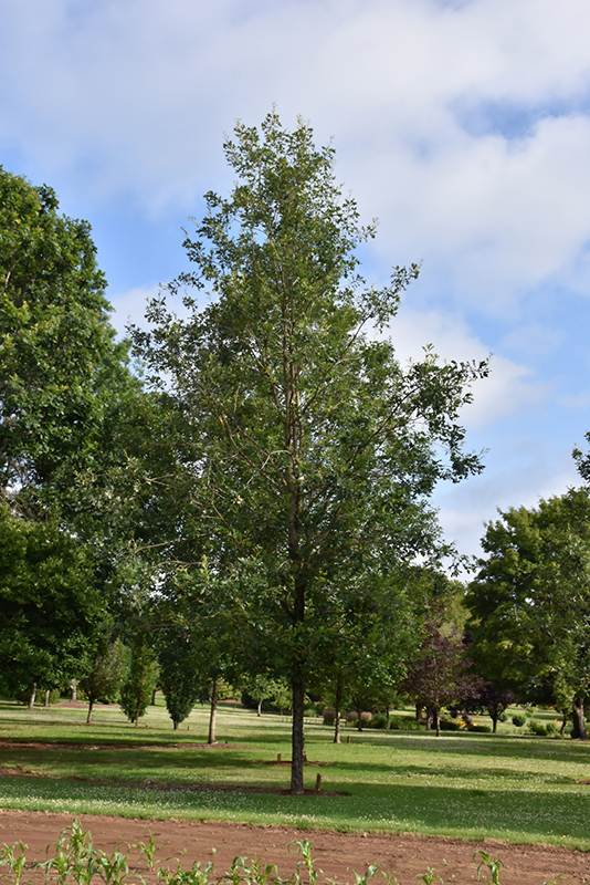 Cobblestone Bur Oak (Quercus macrocarpa 'JFS-KW14') at Sargent's Gardens