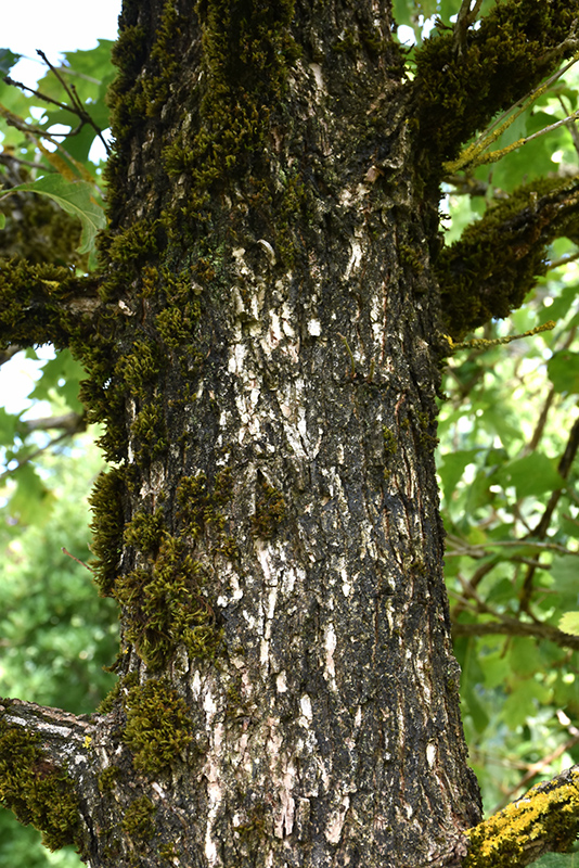 Cobblestone Bur Oak (Quercus macrocarpa 'JFS-KW14') at Sargent's Gardens