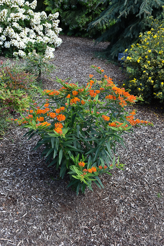 Gay Butterflies Butterfly Weed (Asclepias tuberosa 'Gay Butterflies') at Sargent's Gardens
