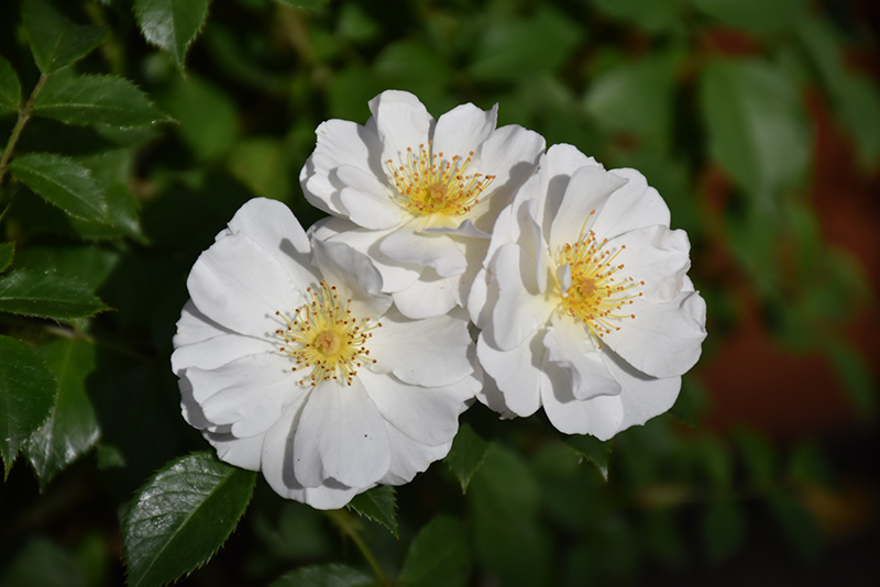 Nitty Gritty White Rose (Rosa 'BOKRARUISP') at Sargent's Gardens