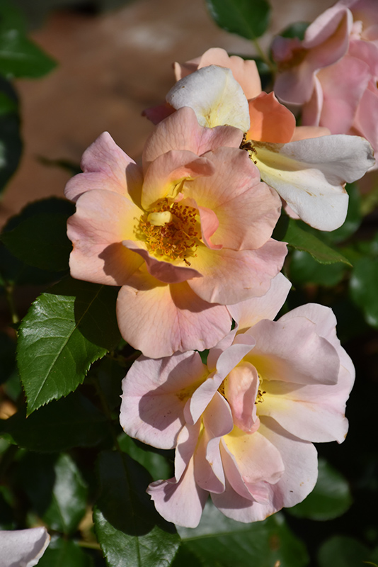 Nitty Gritty Peach Rose (Rosa 'RUIRI0091A') at Sargent's Gardens