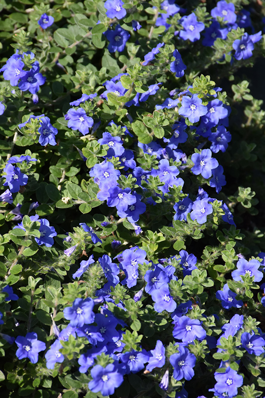 Blue My Mind Morning Glory (Evolvulus 'USEVO1201') at Sargent's Gardens