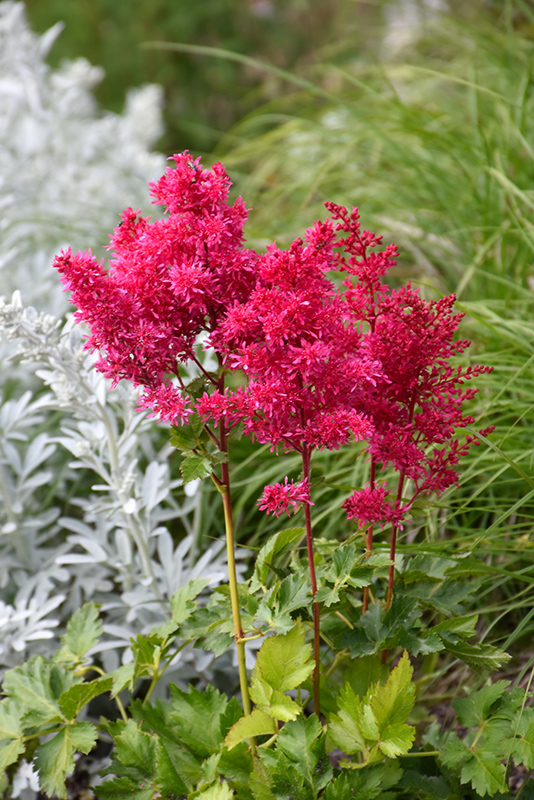 Heavy Metal Astilbe (Astilbe x arendsii 'Heavy Metal') at Sargent's Gardens