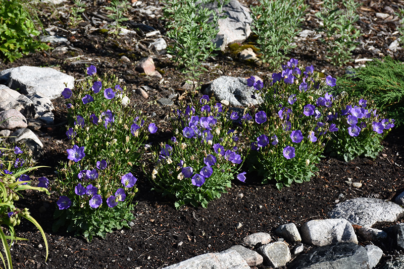 Rapido Blue Bellflower (Campanula carpatica 'Rapido Blue') at Sargent's Gardens