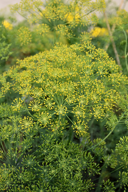 Dill (Anethum graveolens) at Sargent's Gardens