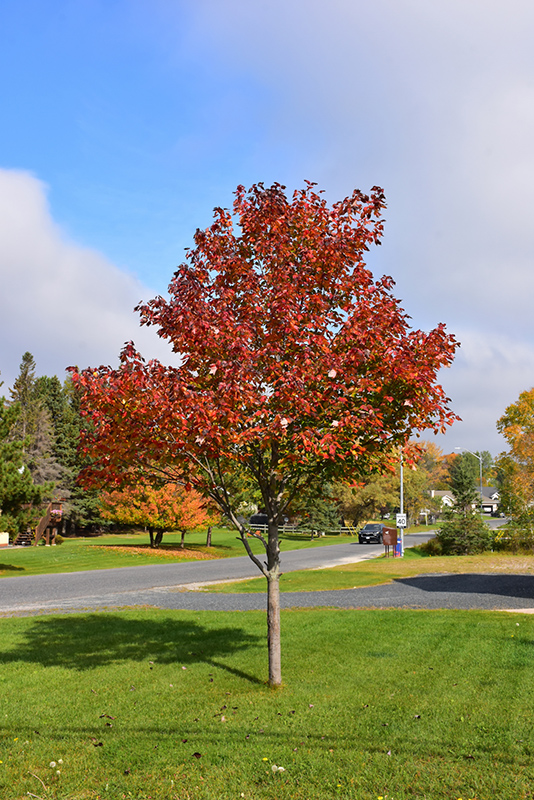 Northwood Red Maple (Acer rubrum 'Northwood') at Sargent's Gardens