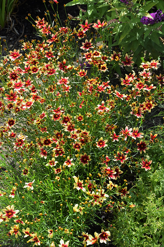 Satin & Lace Red Chiffon Tickseed (Coreopsis 'Red Chiffon') at Sargent's Gardens