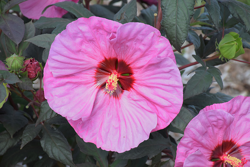 Summerific Berry Awesome Hibiscus (Hibiscus 'Berry Awesome') at Sargent's Gardens