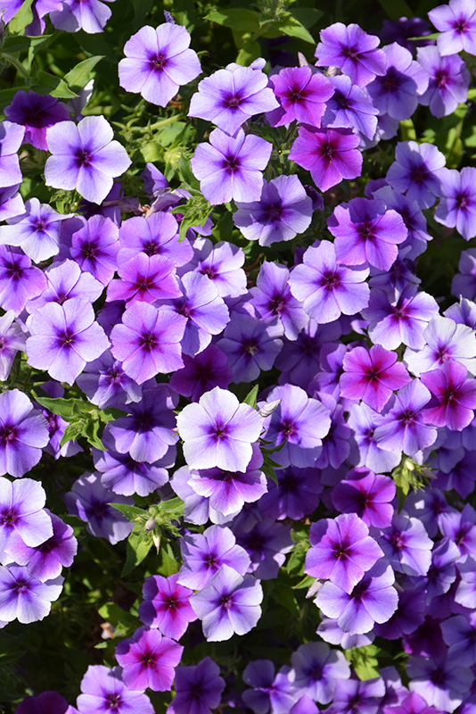 Intensia Blueberry Annual Phlox (Phlox 'Intensia Blueberry') at Sargent's Gardens