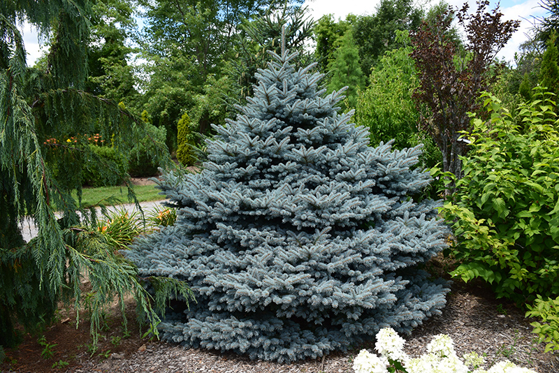Montgomery Blue Spruce (Picea pungens 'Montgomery') at Sargent's Gardens