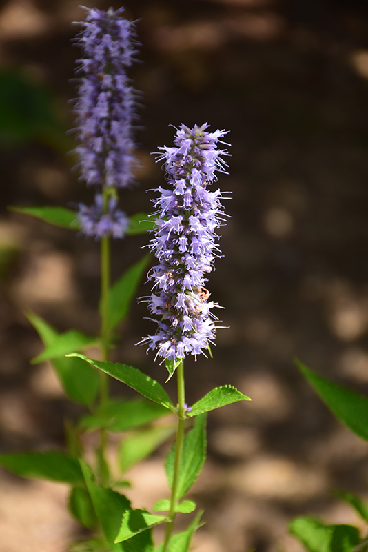 Blue Fortune Anise Hyssop (Agastache 'Blue Fortune') at Sargent's Gardens