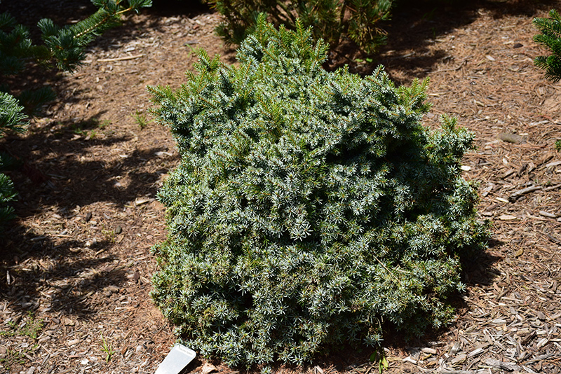 Kamenz Serbian Spruce (Picea omorika 'Kamenz') at Sargent's Gardens