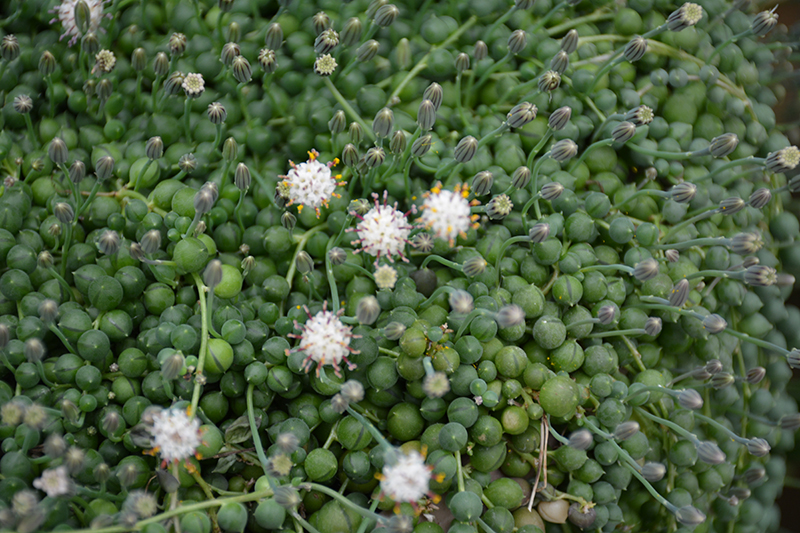 String Of Pearls (Senecio rowleyanus) at Sargent's Gardens