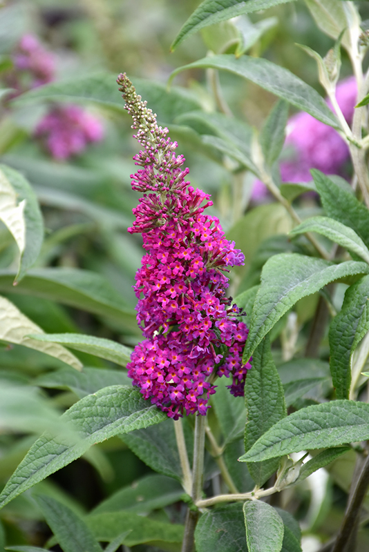 Miss Ruby Butterfly Bush (Buddleia davidii 'Miss Ruby') at Sargent's Gardens