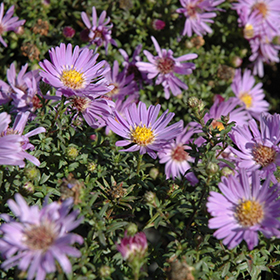 aster light