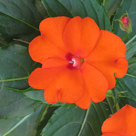 Infinity Electric Coral New Guinea Impatiens (Impatiens hawkeri 'Infinity  Electric Coral') in St. John's, Newfoundland (NL) at Holland Nurseries